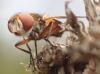 Ectophasia crassipennis